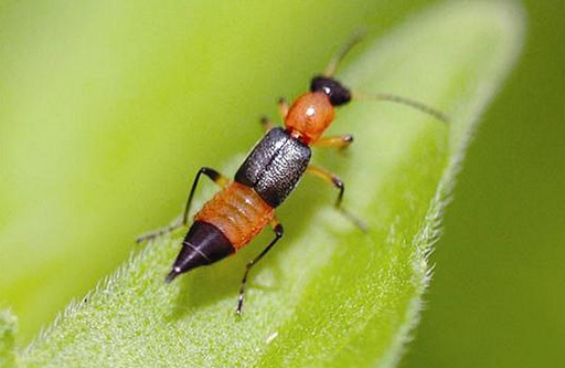 我的脸被隐翅虫毁容了!千万小心“会飞的硫酸” 我的脸被隐翅虫毁容了!千万小心“会飞的硫酸”