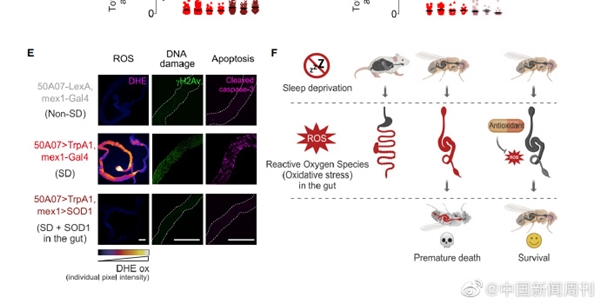 颠覆常识!熬夜猝死元凶找到了:问题不在心脏在肠道