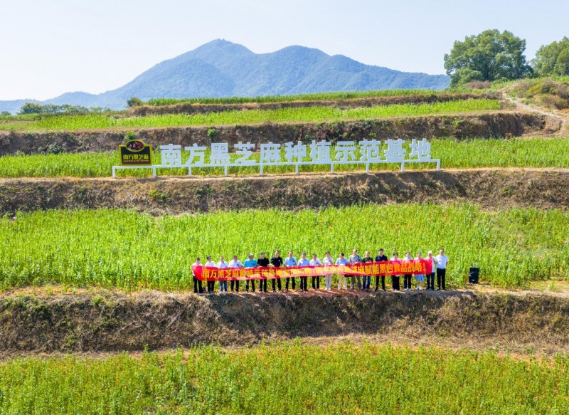 南方黑芝麻种植示范基地瑞昌揭牌:全产业链布局再升级(图2) 南方黑芝麻种植示范基地瑞昌揭牌:全产业链布局再升级(图2)