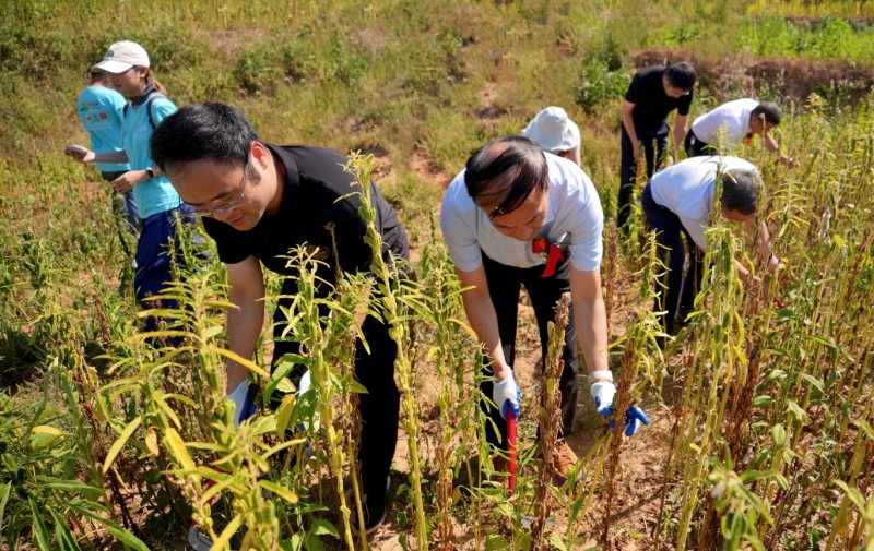 南方黑芝麻种植示范基地瑞昌揭牌:全产业链布局再升级(图3) 南方黑芝麻种植示范基地瑞昌揭牌:全产业链布局再升级(图3)