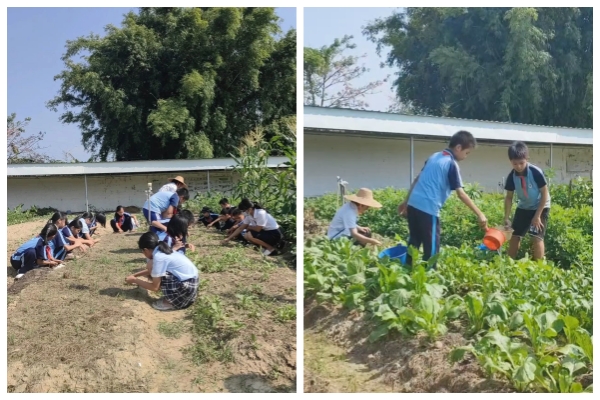 1712648823504728.jpg 佛冈县黄塱小学劳动实践.jpg