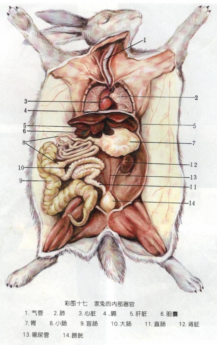宠物兔的健康卫士——BCM引领高纤化毛新时代(图1)