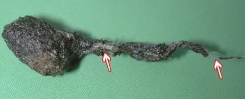 宠物兔的健康卫士——BCM引领高纤化毛新时代(图2)