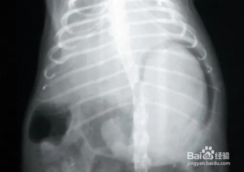 宠物兔的健康卫士——BCM引领高纤化毛新时代(图3)