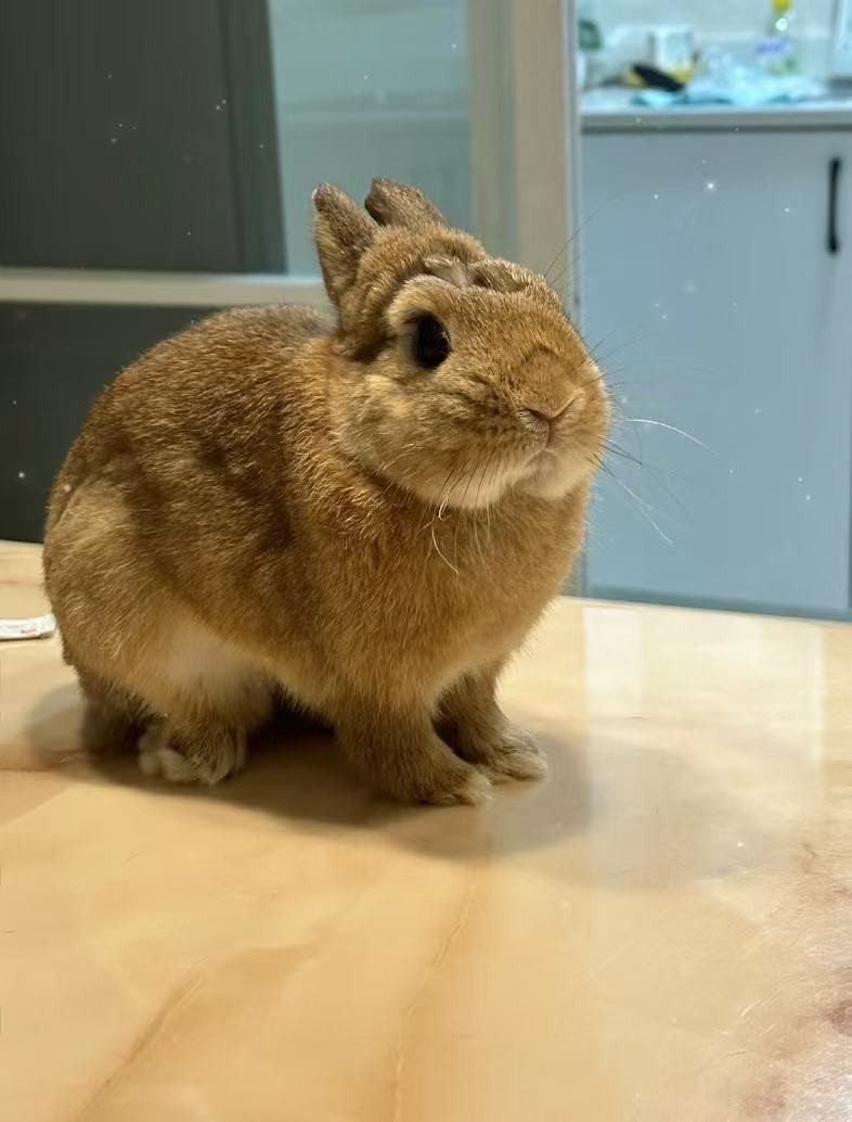 换季时兔毛满天飞？BCM揭秘：如何实现肠道健康与毛发光泽的黄金平衡(图3)